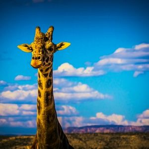 Meet your Posher, Lucy